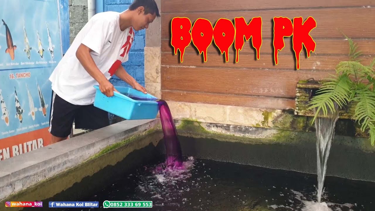 BOM PK DIKOLAM FILTER IKAN KOI. Bahaya kah Bom PK dikolam Koi??