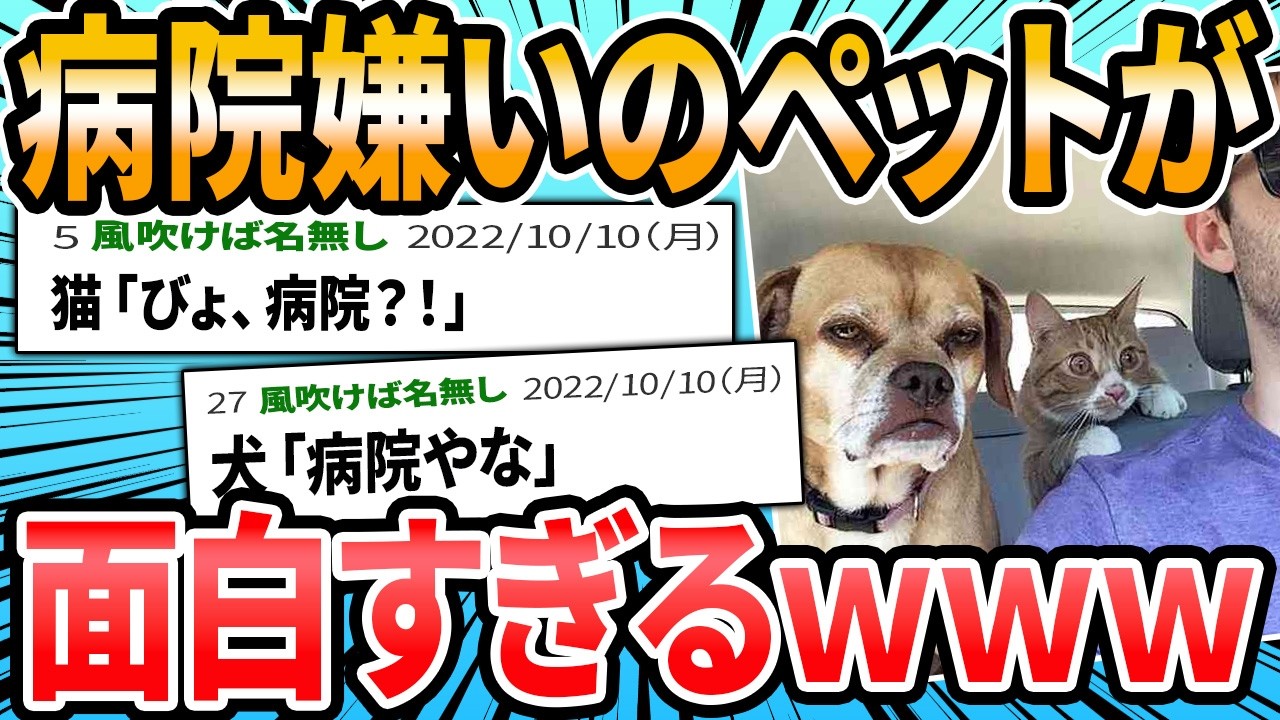 【大変】病院嫌いのペットが面白すぎる【2ch面白いスレ】