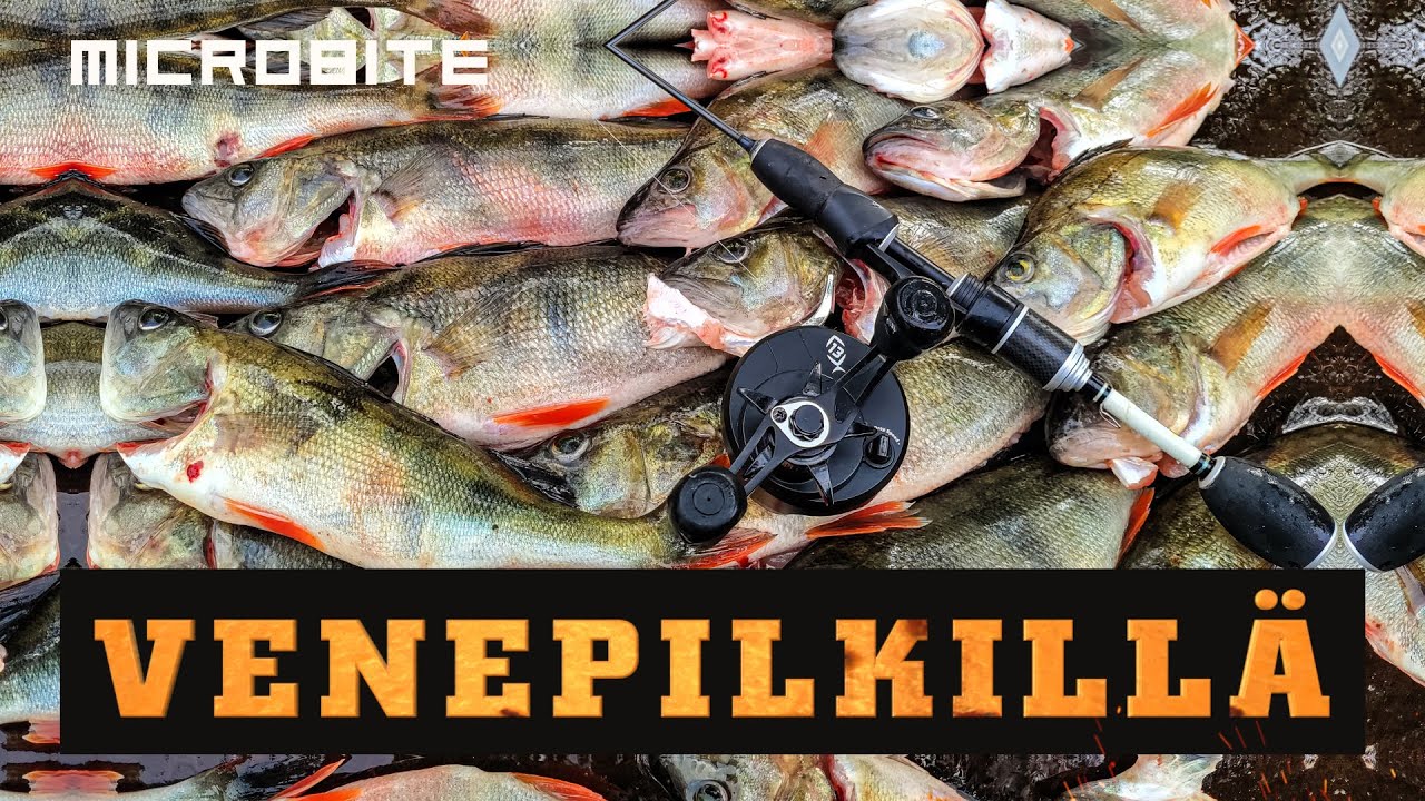 Olipahan ahventa tarjolla / Venepilkillä kylmässä pohjoistuulessa