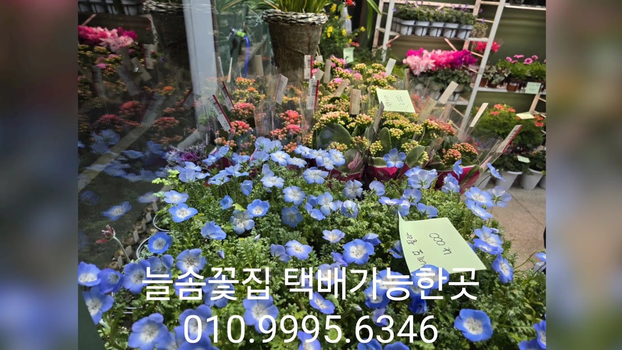 1월23일 늘솜꽃집 영상입니다 택배가능한곳 010.9995.6346 예뿐아이들이 많이왔어요 구경하러오세요 