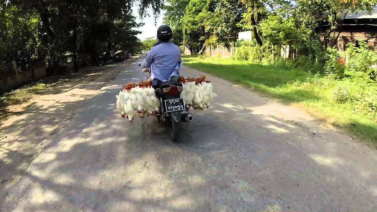 EPIC Chicken Transportation, Myanmar (Burma)