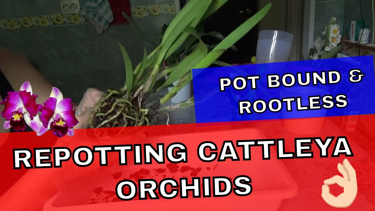 Repotting Cattleya Orchids In Semi Hydro - very pot bound and rootles orchids