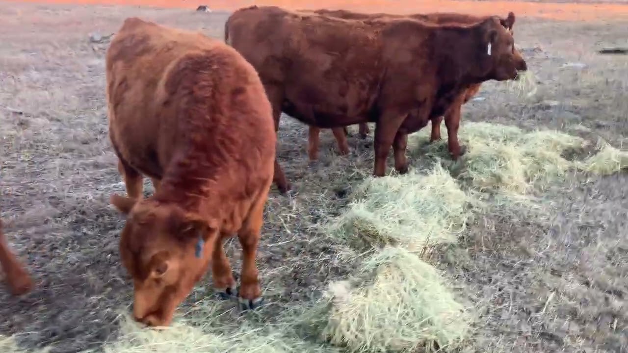 Bigger than the backside of a barn #cow #hay #farmlife  