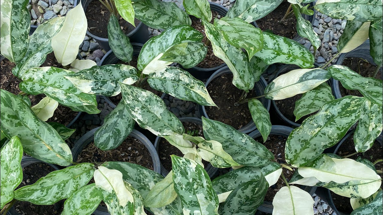 How to Save a Dying Mother Plant Aglaonema | Variegated Manila's Pride