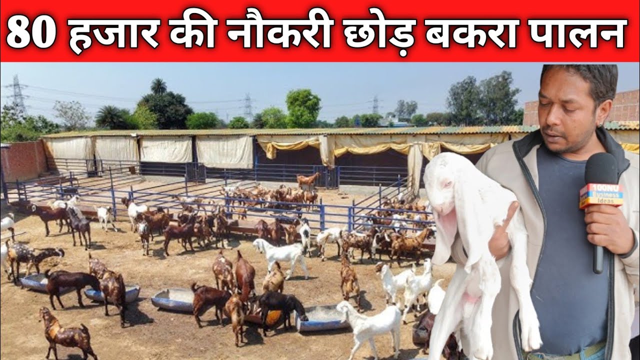 ऐसा शानदार बकरी फार्म क्या आपने कभी  देखा है ? #100nufarming #cgnaturfarmraipurchhattishghar