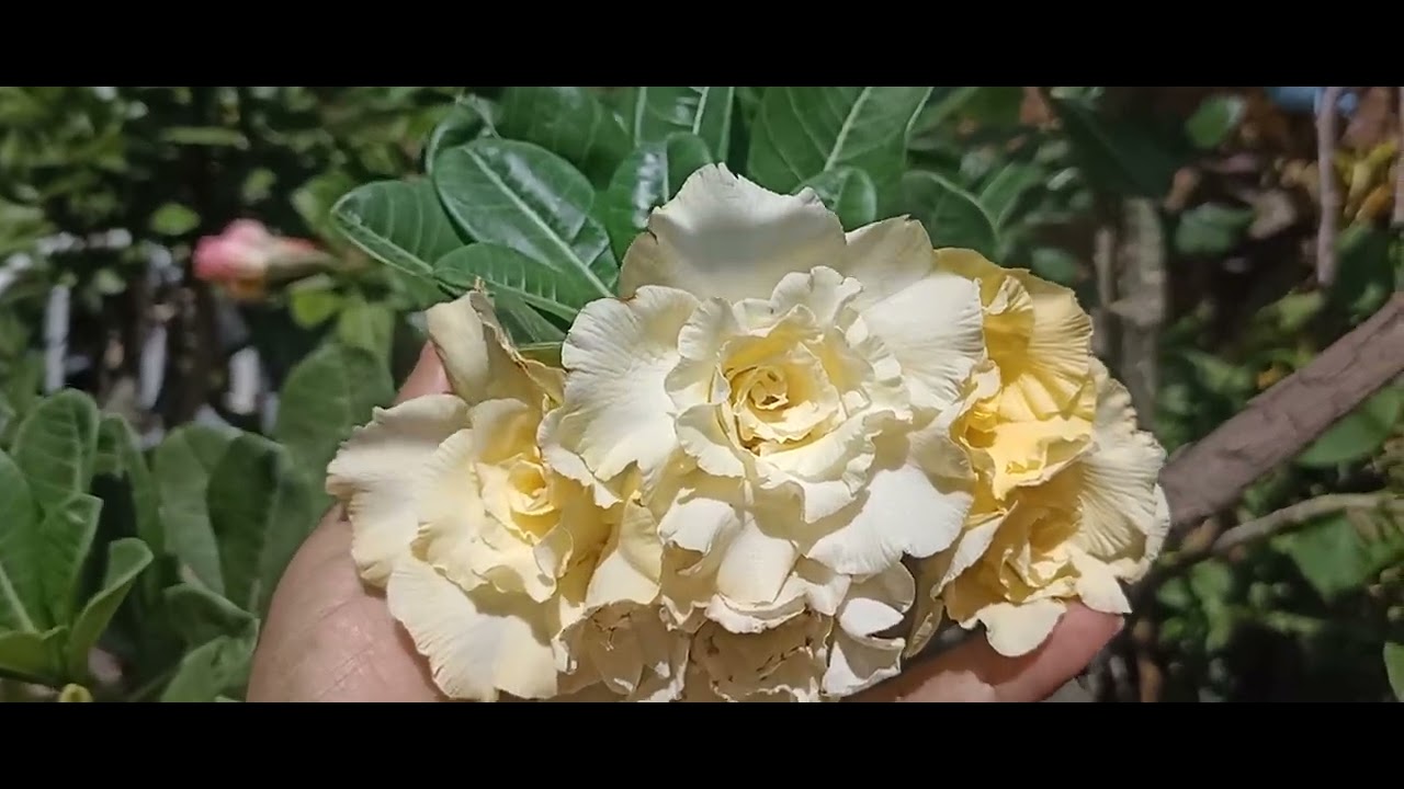 Linda flor de rosa do deserto