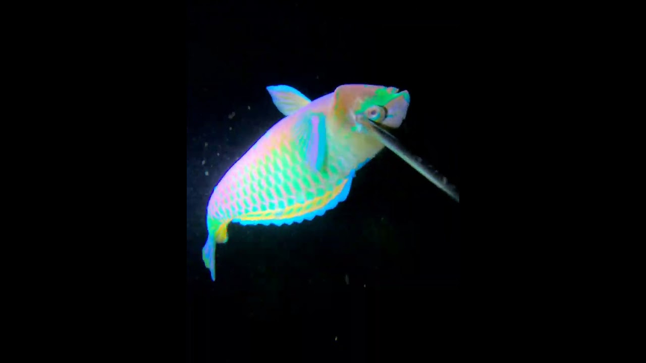 Parrot Fish Spearfishing catch🐟
