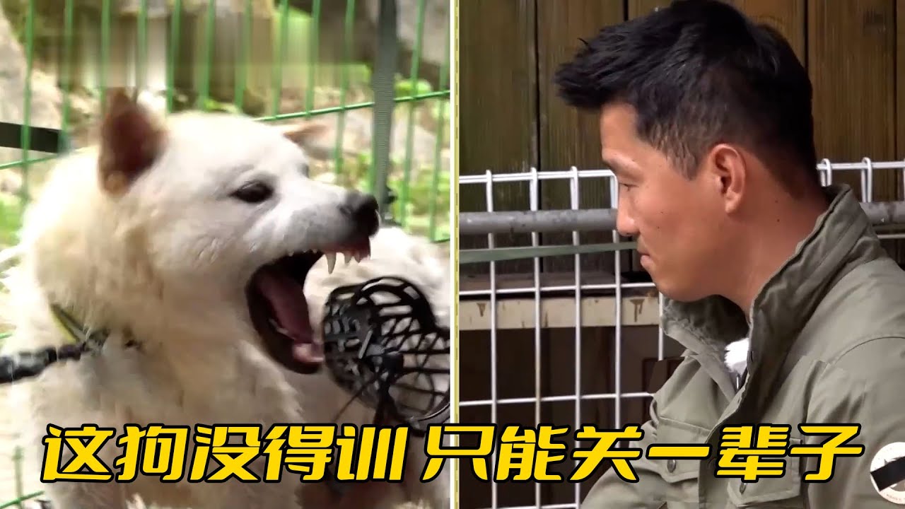 保護所收容咬人惡犬，導致工作人員重傷，訓犬師隱晦建議：還是安樂死吧