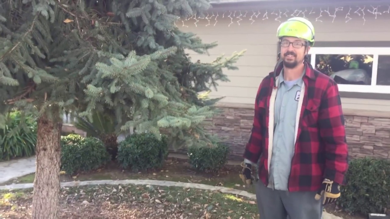 Colorado Blue Spruce