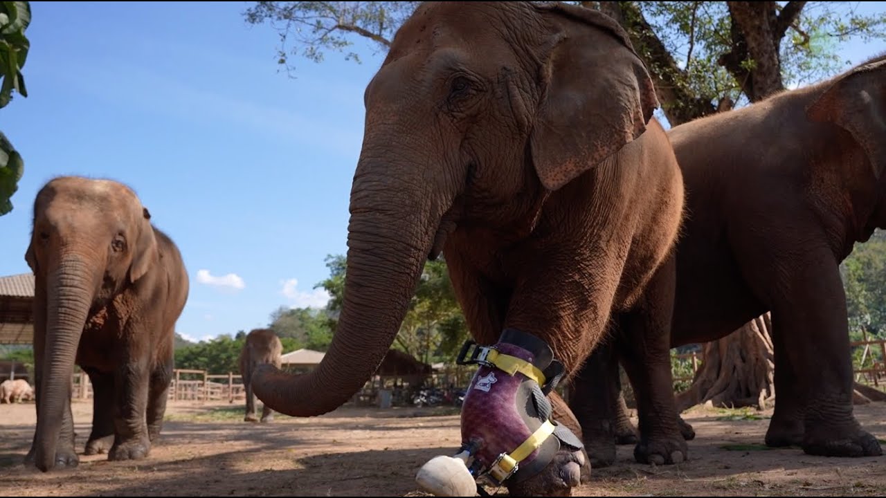 Elephants Try To Take Her Friend For A Walk After Installed Prosthetic - ElephantNews