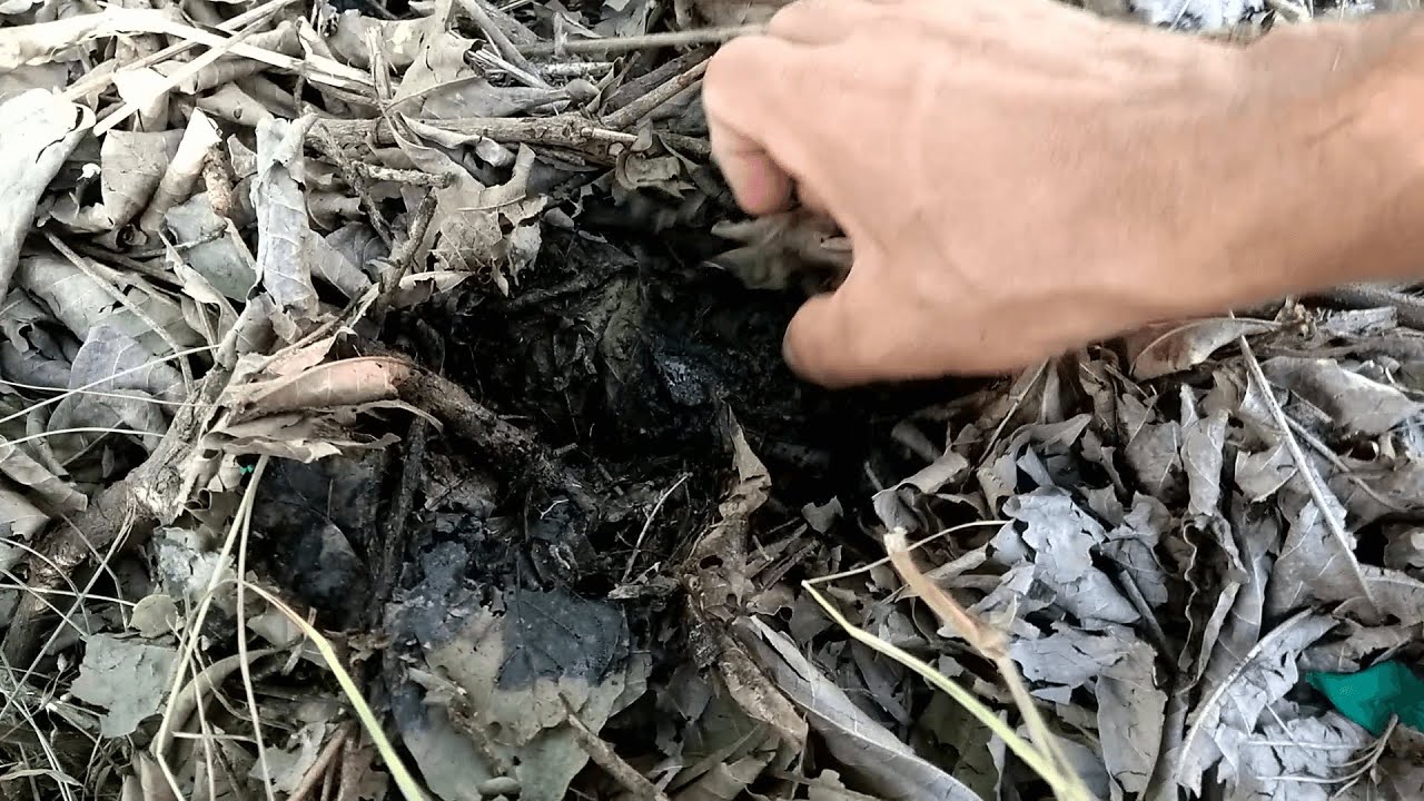 Agrofloresta 16 – Cobertura De Solo Na Prática, Decomposição Da Matéria Orgânica, Biomassa.