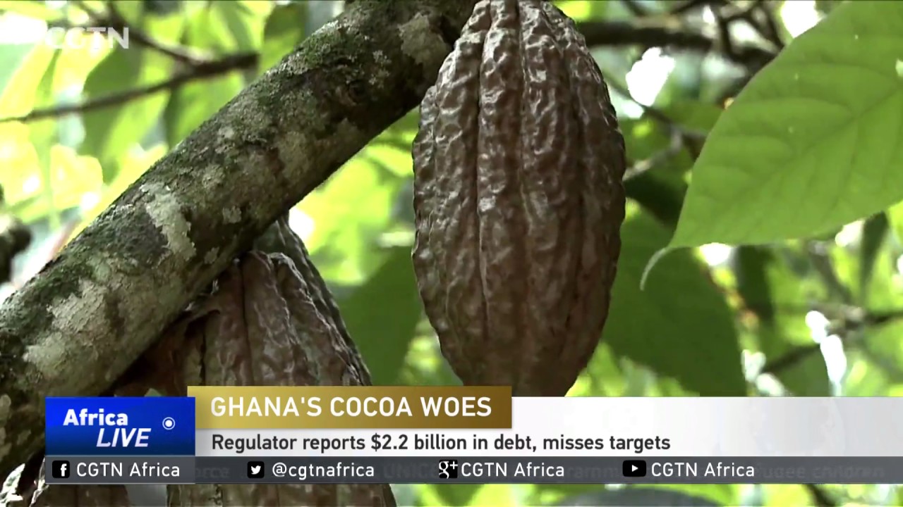 Ghana's Cocoa Woes: Regulator reports $2.2 billion in debt, misses targets