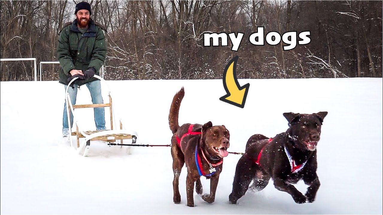 I Turned My SPOILED House Dogs into Sled Dogs
