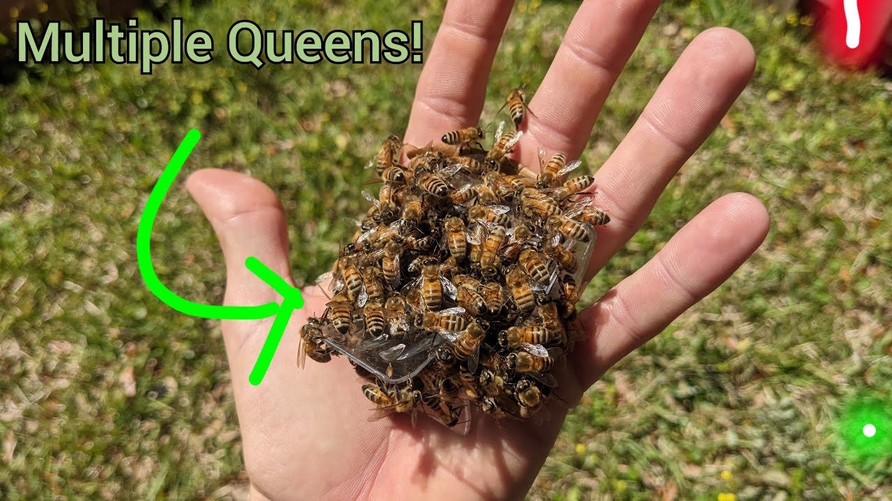 (Near) Utter Failure In Swarm Prevention