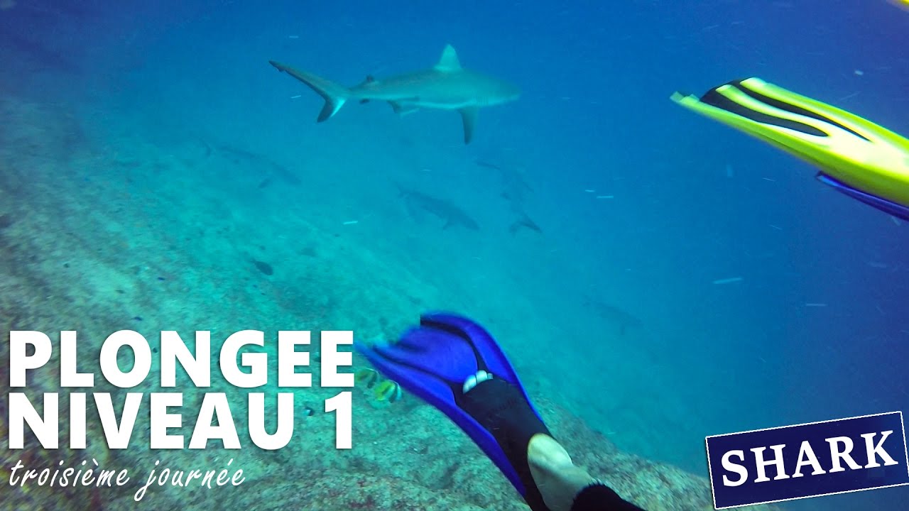 Niveau 1 PLONGEE - SHARK Spot - Passe de Dumbéa - Abyss Plongée - Nouvelle Calédonie - Nouméa