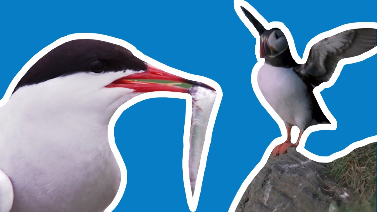Protect our seas, protect our seabirds