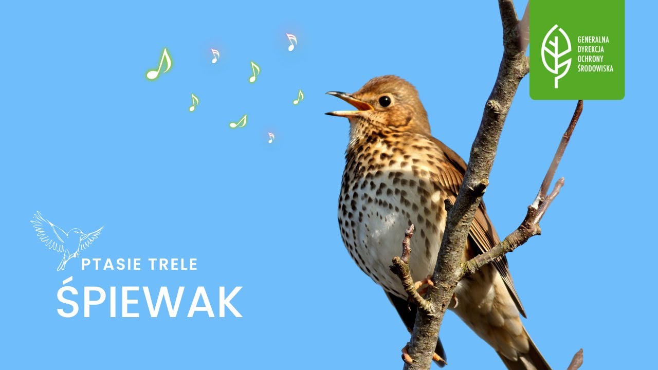 Drozd Śpiewak | Ptasie trele | Śpiew | Radio GDOŚ