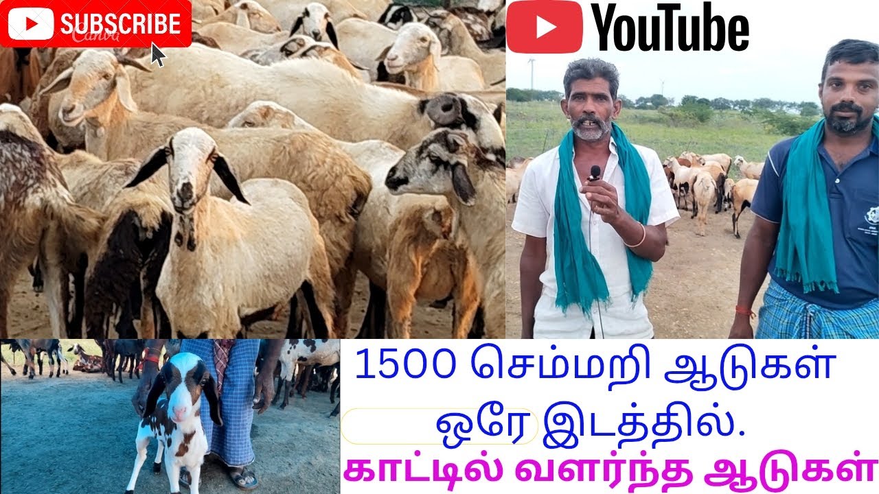 @ 1500 செம்மறி ஆட்டுக்கிடை ஒரே இடத்தில். 