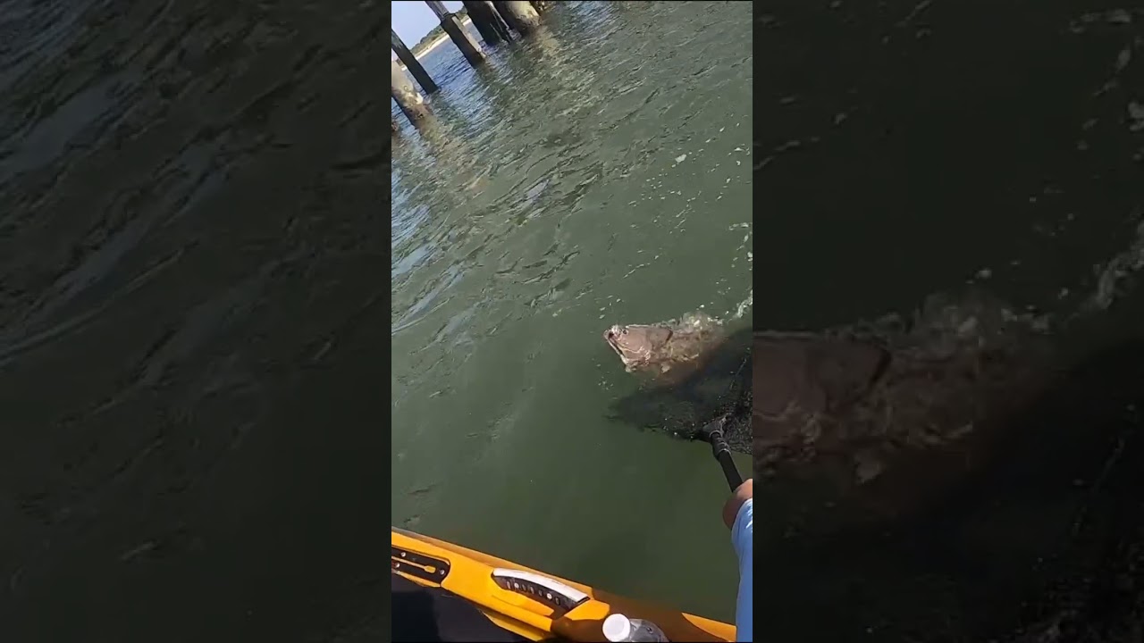 Eating What I Catch Under the Pier! 🎣