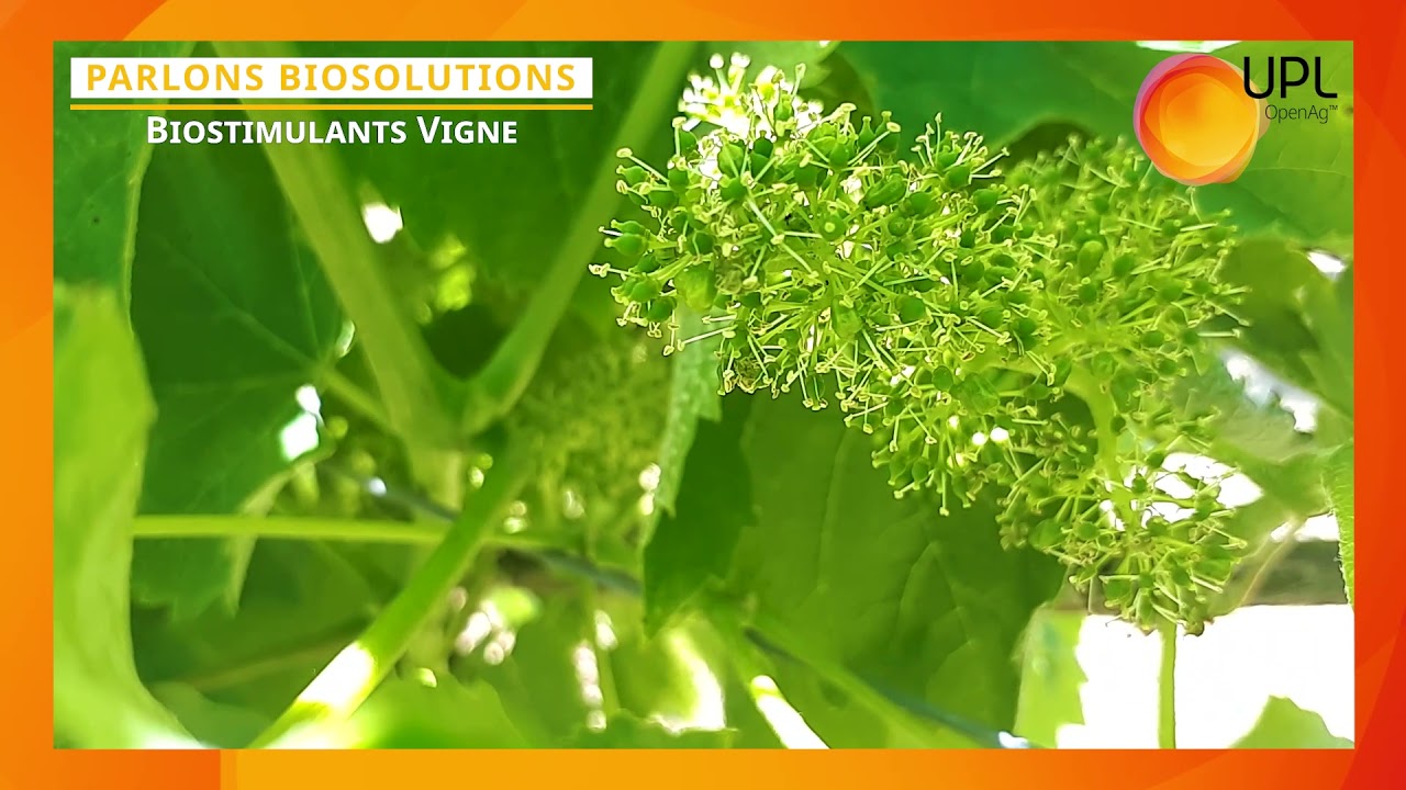UPL Parlons Biosolutions Biostimulants vigne