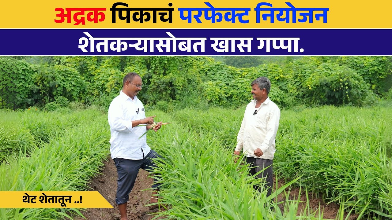 अद्रक पिकच परफेक्ट नियोजन | शेतकऱ्या सोबत कस गप्पा | Pawan agro