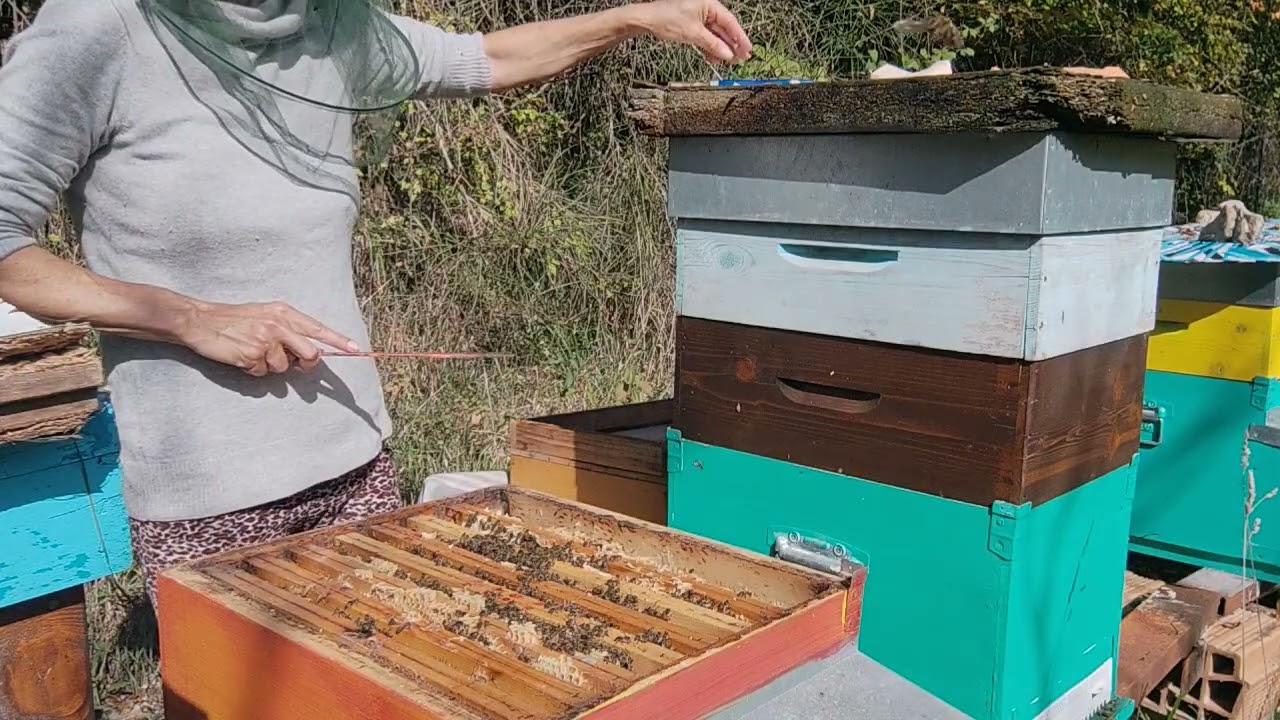 APICOLTURA 1/11/25 Quando tutto rallenta… loro no! 💪🐝#apicultura#beelife#albine#honeylove