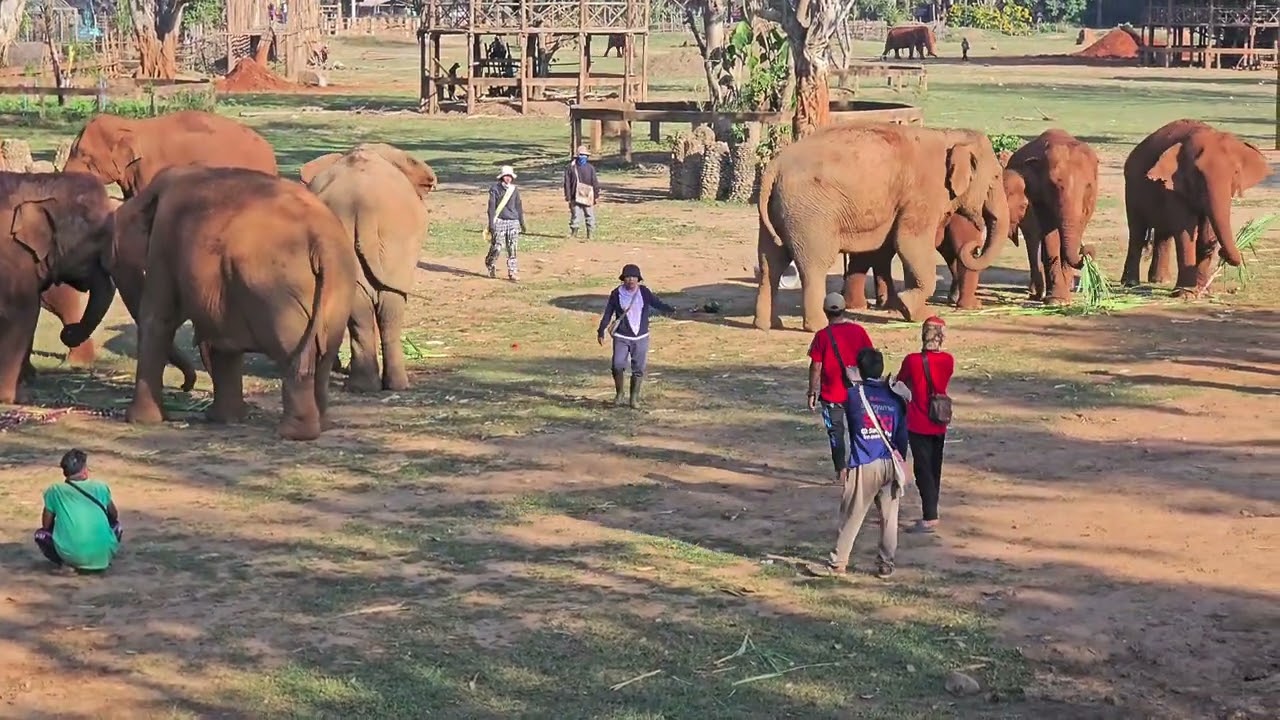 ELEPHANT NATURE PARK  퇴근(?)전 풍경