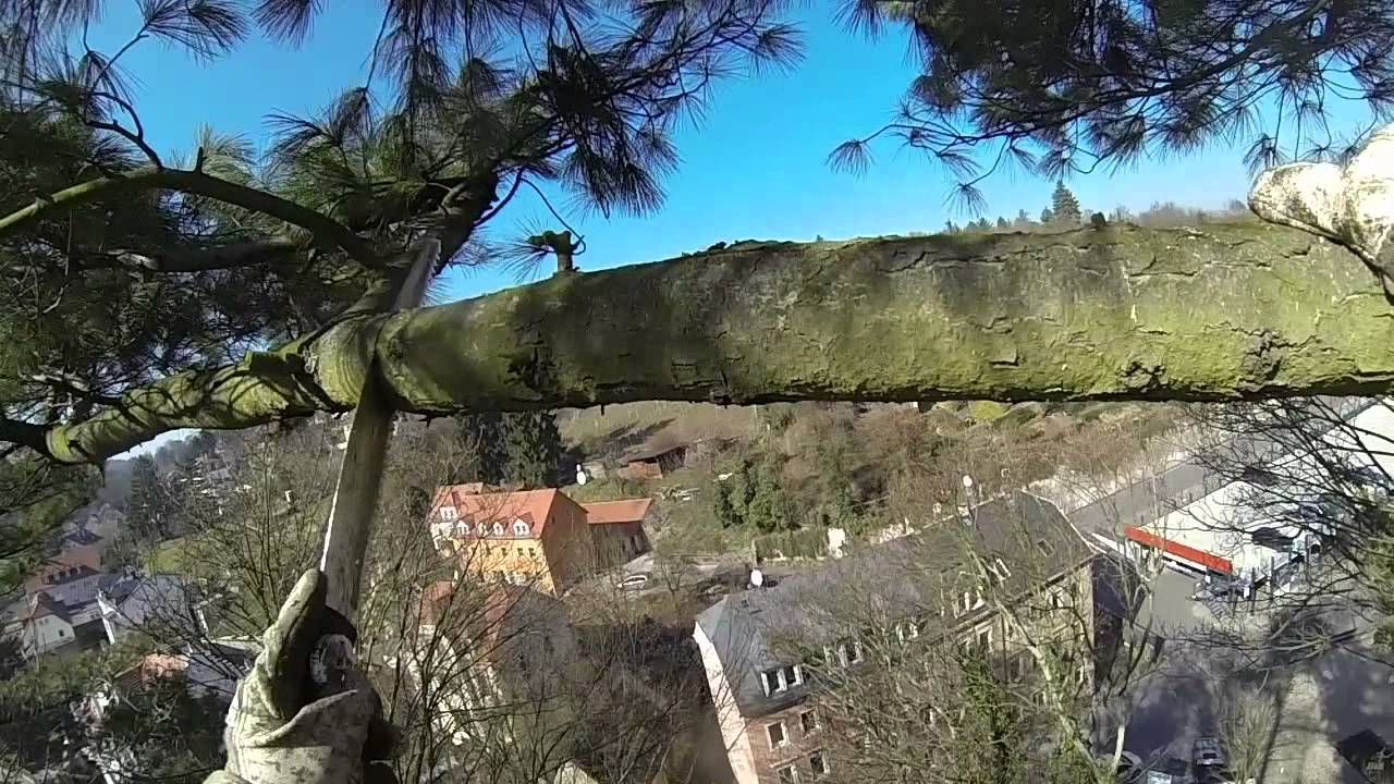 Baumpflege Dresden - Seilklettertechnik mit Motors&auml;ge, Baumpflegerei