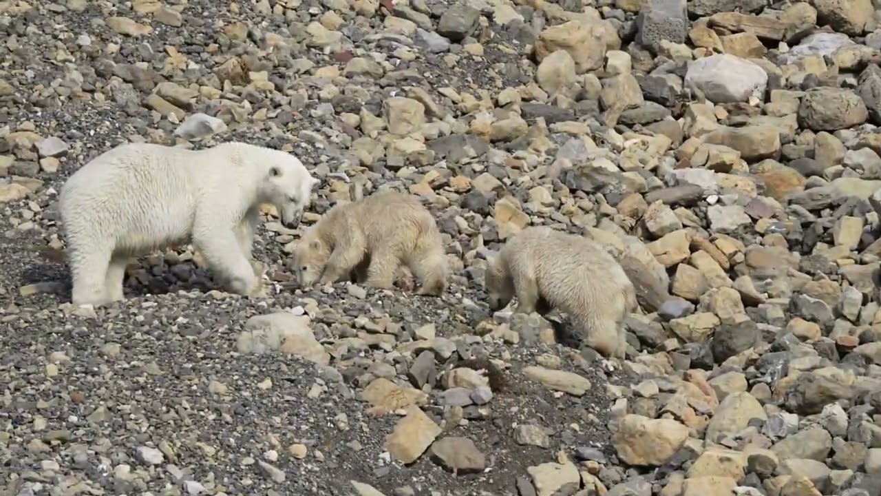 Polar Bear and Two Cubs