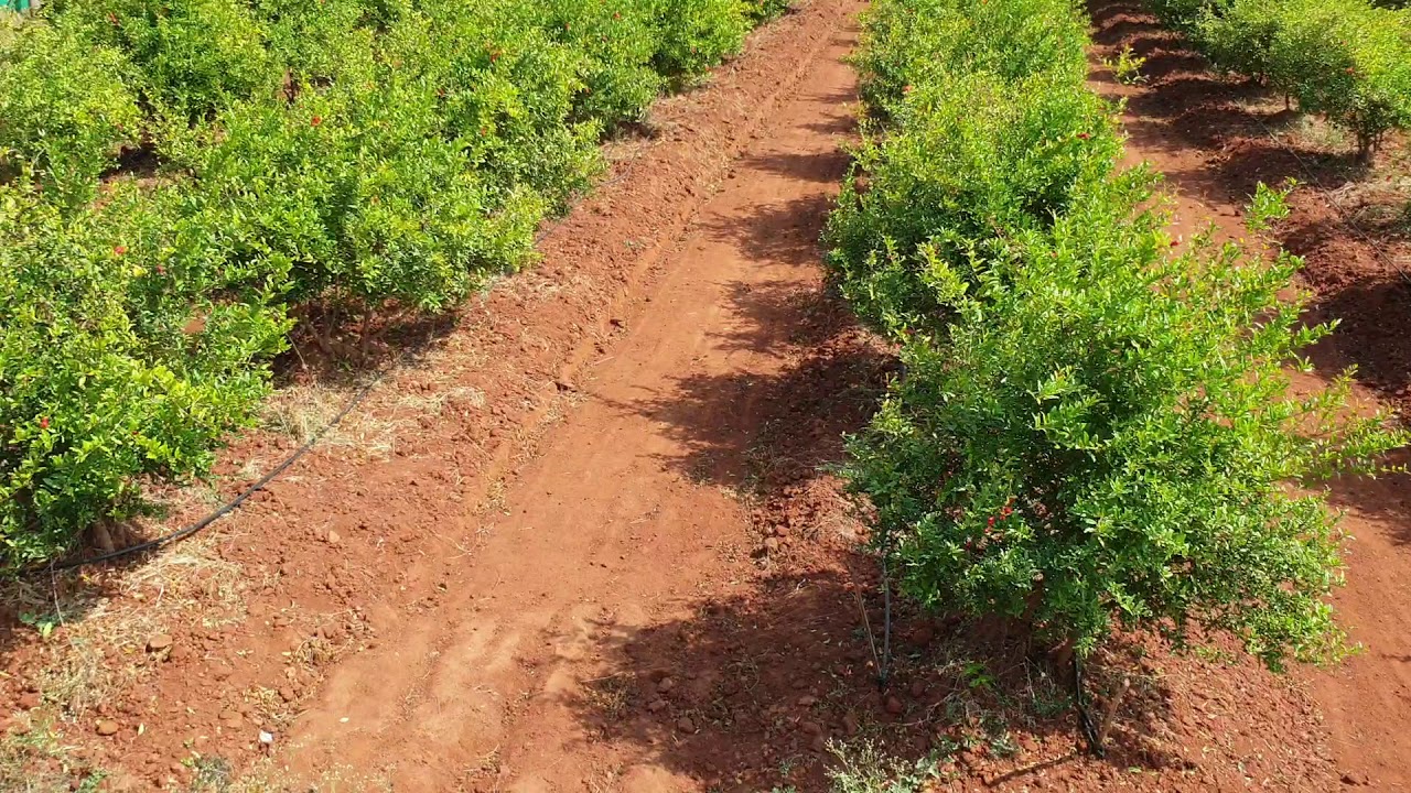 My Farm Pomegranate plants are in rest period
