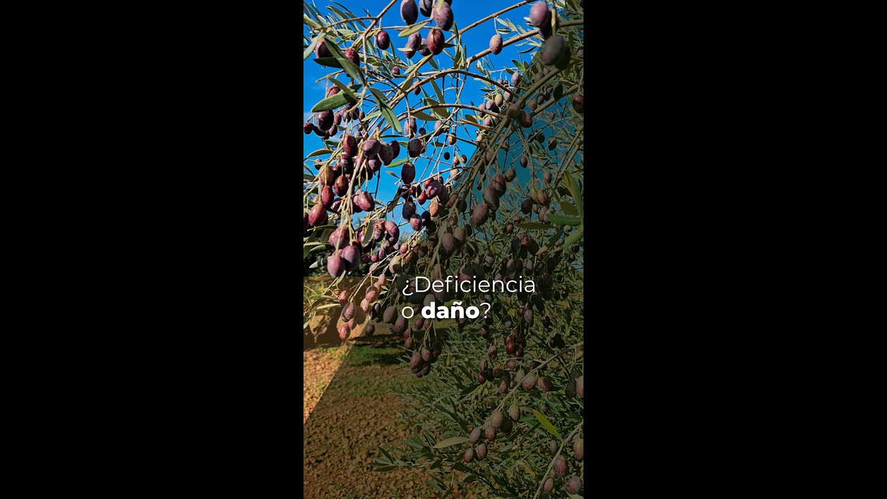 ¿DEFICIENCIA O DAÑO? - OLIVAR