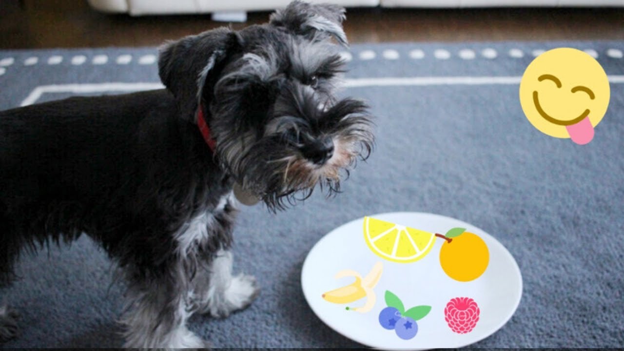 Dog Tries Lemon! Taste Test with MINIATURE SCHNAUZER - Which is Her Favorite?