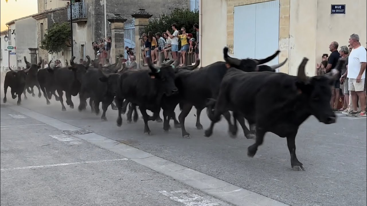 Bandido de 40 taureaux &agrave; AUBAIS