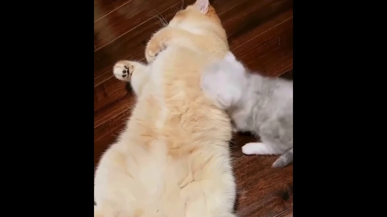 A mommy cat hugging her baby cute kitten😻