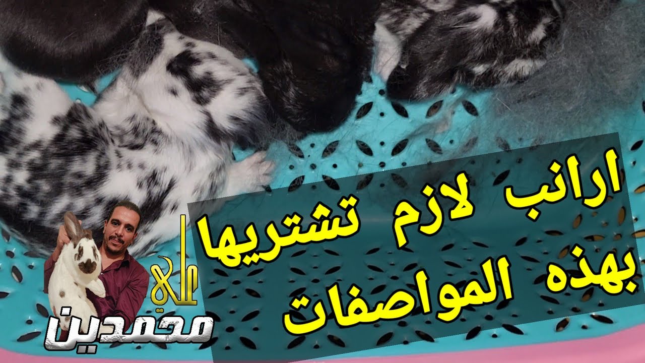 لازم اشتري ارانب بهذه المواصفات علشان اربح منها