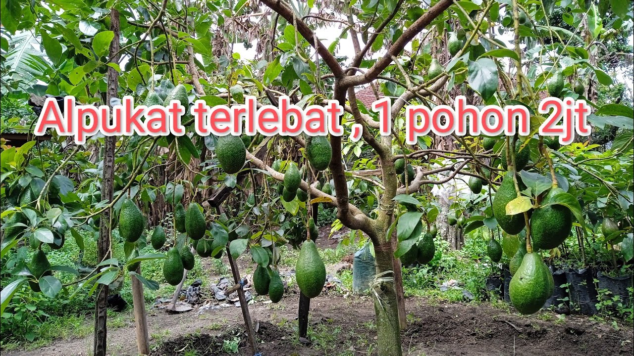 Jenis alpukat terlebat yang pernah ada, Alpukat Red vietnam#alpukat Blitar