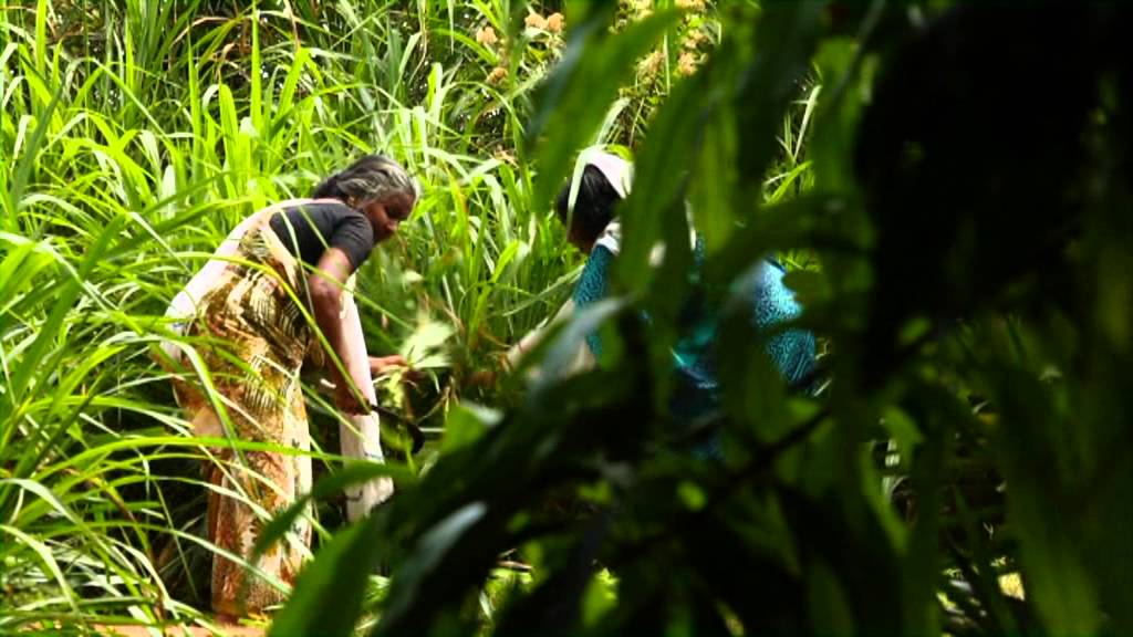 official dairy theme song kerala