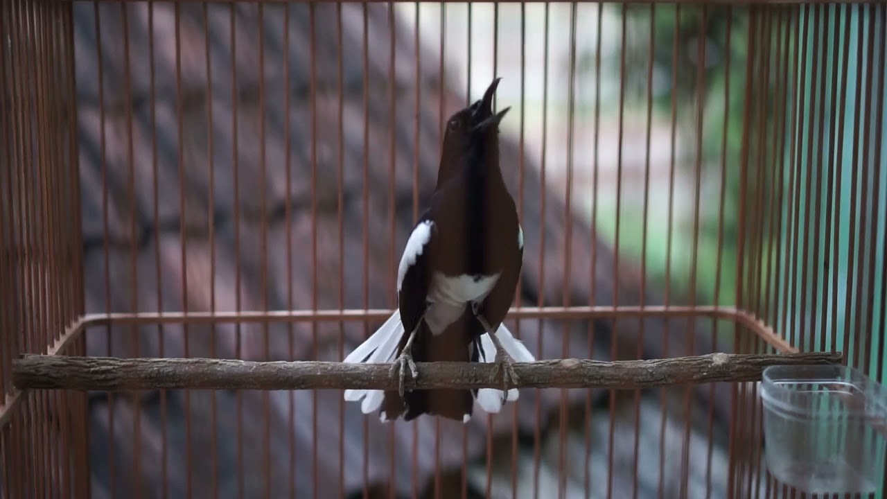 Pancingan Semua Kacer Agar Cepat Nyaut Mau Bunyi Gacor Bongkar Isian Mewah