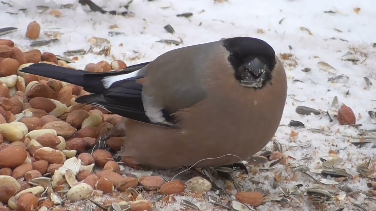 BULLFINCH, DOMPAP.  FEB. 10. NORWAY.  NORGE. 