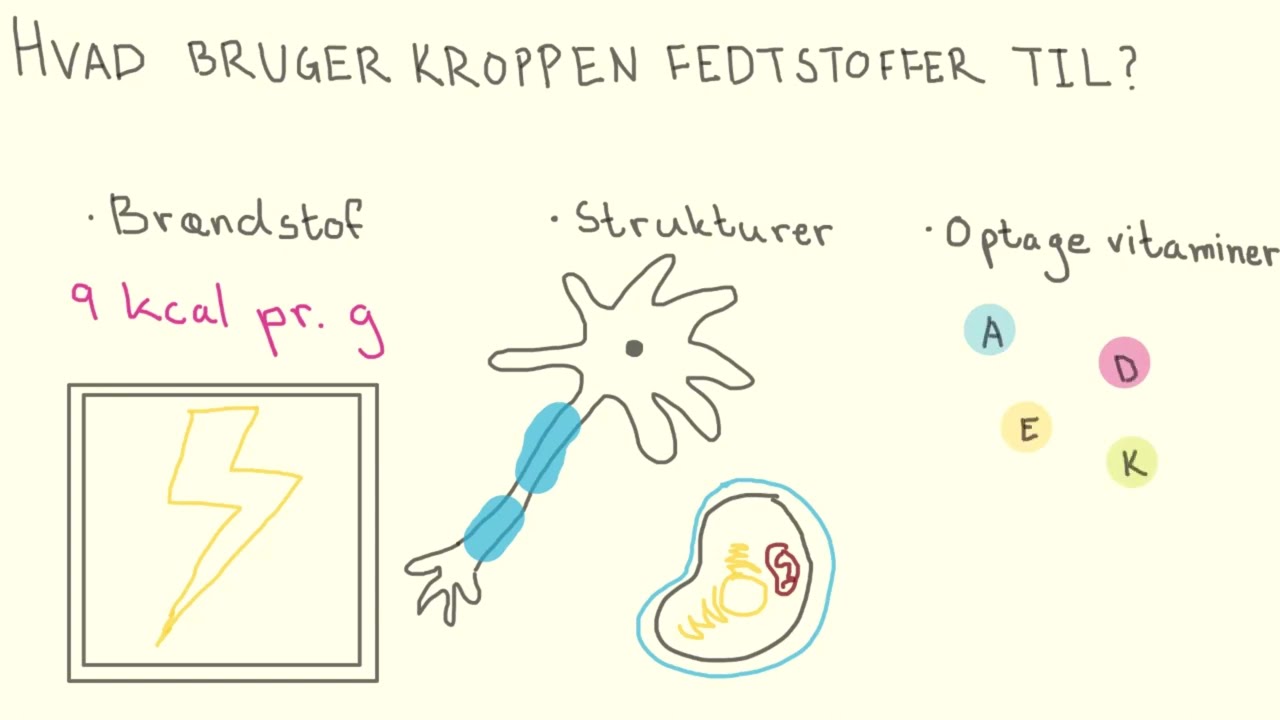 Kroppen og kosten - Fedt | Biotech Academy