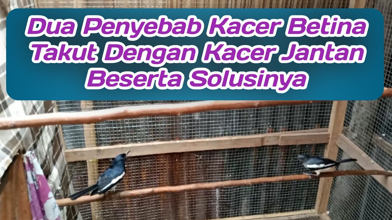 Penyebab Kacer Jantan Bantai Betina