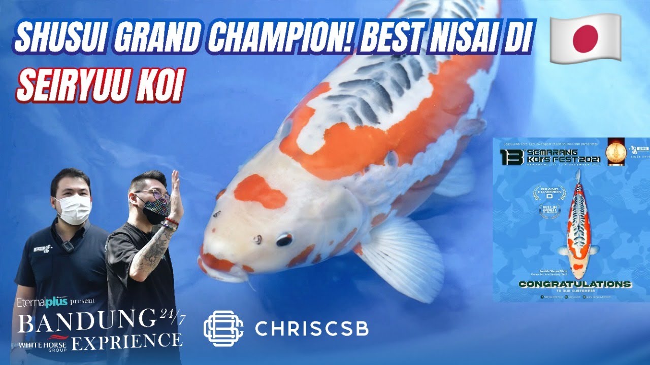 Shusui Grand Champion, Best Nisai di Jepang! Main ke Mercusuar Cafe Bandung Juga