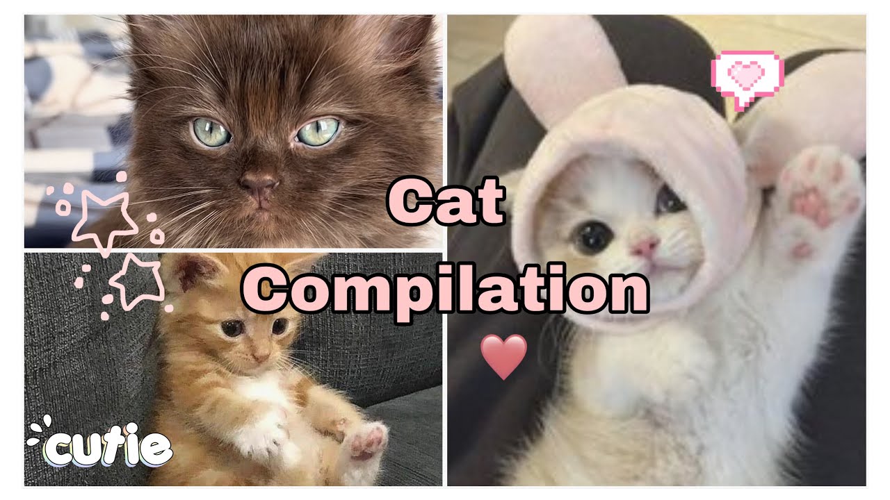 Cute Cat Compilation  💫*full screen*💫