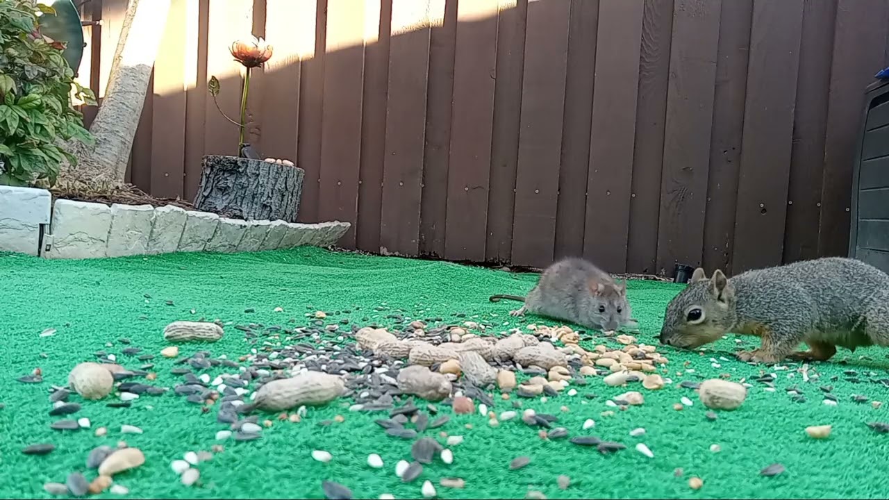 02/27 - Backyard Feeding - Part 1