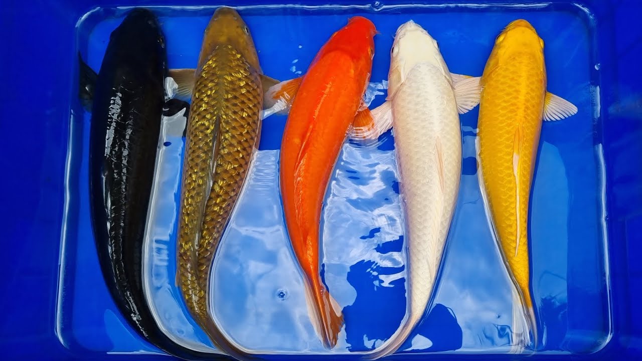 Cá Koi chagoi, benigoi, magoi, yamabuki, Bộ Sưu Tập Màu Đơn Sắc Đen, xanh, đỏ, trắng, vàng