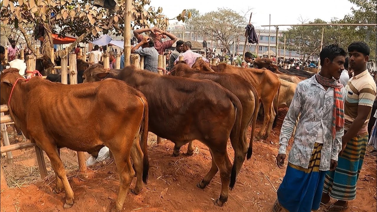 কম দামে ষাড় বাছুর ক্রয় করুন ফরিদপুর টেপাখোলা গরুর হাট থেকে || গরুর হাট ২০২৫ ||