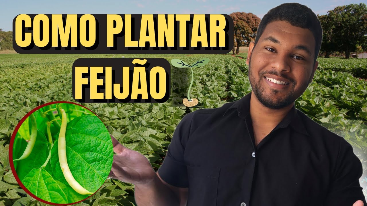 Como Plantar Feijão Passo a Passo: Do Plantio à Colheita! 🌱