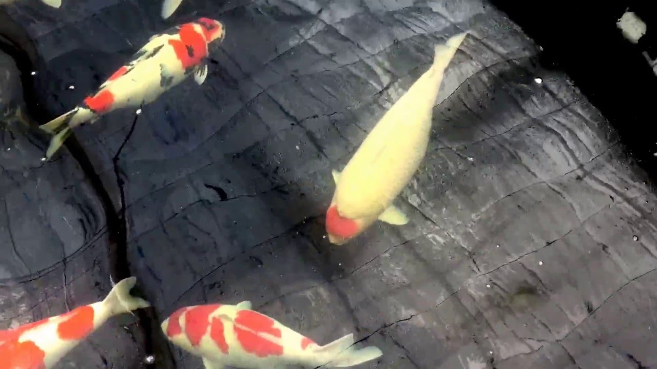 The big girls of Dainichi Koi Farm Feb 21, 2016