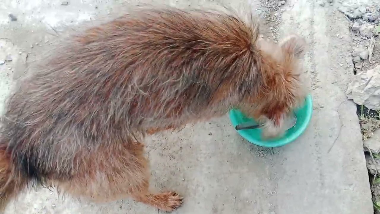 Chú cún tên râu có màu lông rất ngộ