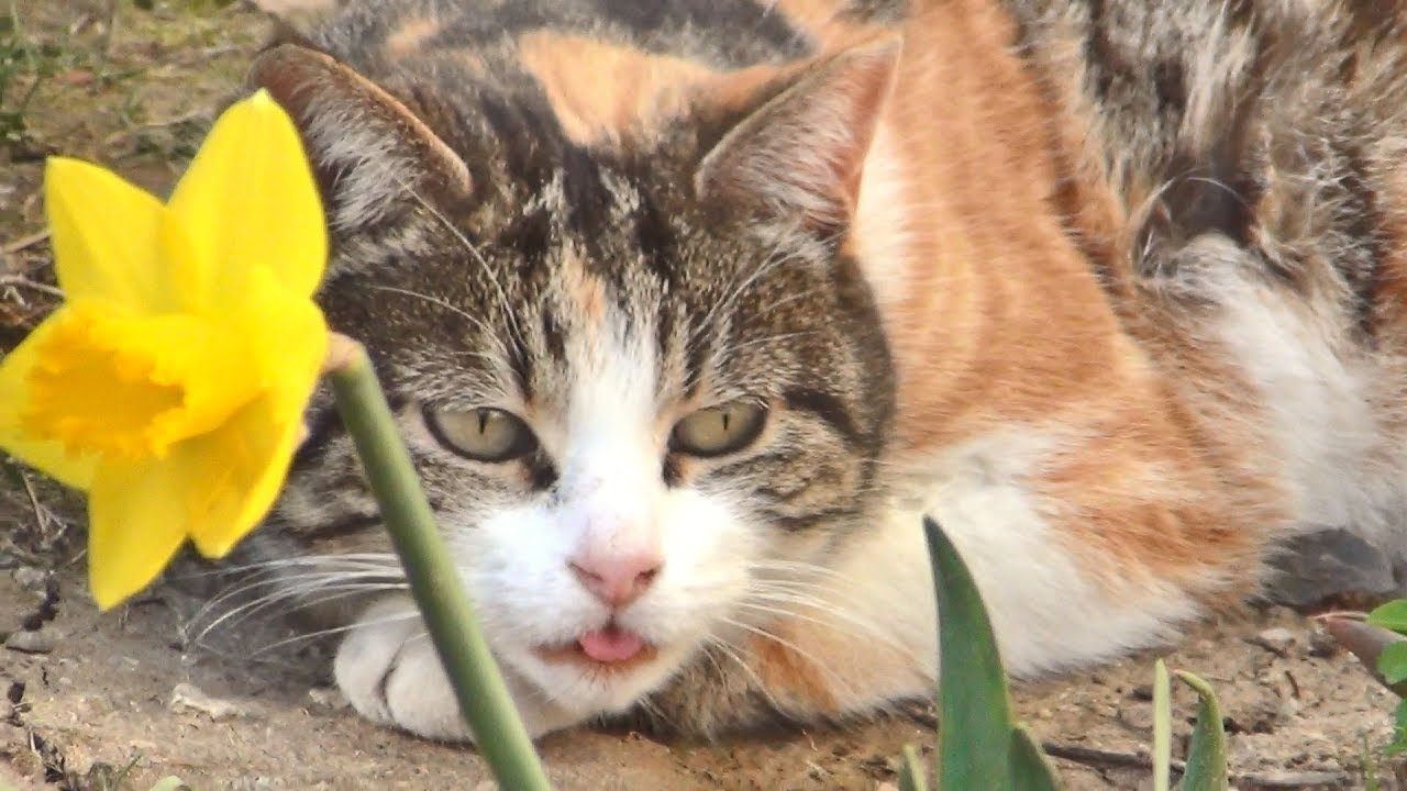 Cats Enjoying The Arrival Of Spring
